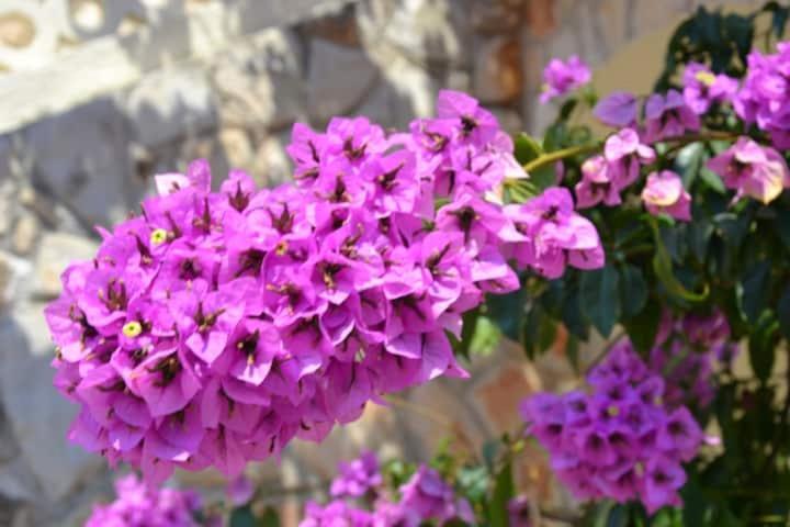 Villa Kadinela, 200M From Kamenjak, Huge Quiet Garden With Barbecue, 2 New Kitchens Premantura Extérieur photo