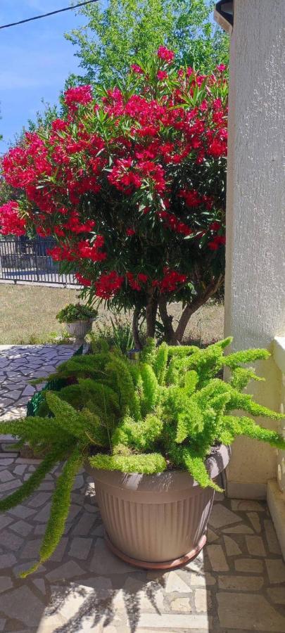 Villa Kadinela, 200M From Kamenjak, Huge Quiet Garden With Barbecue, 2 New Kitchens Premantura Extérieur photo